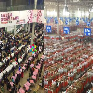 2017年4月17日斗南国际花卉批发市场交易行情,金河鲜花批发网