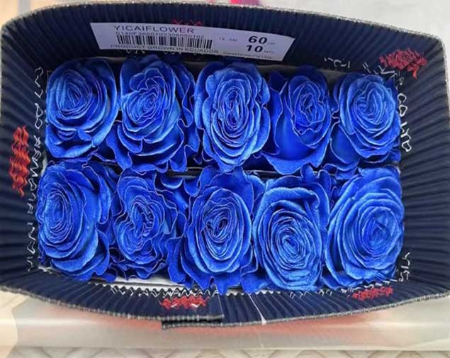 喷色蓝色妖姬图