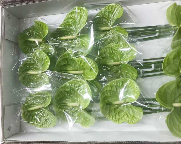 绿掌图