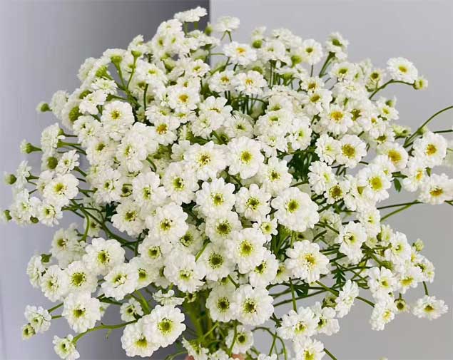 重瓣洋甘菊图