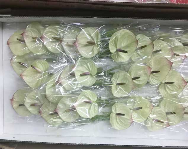 白掌图