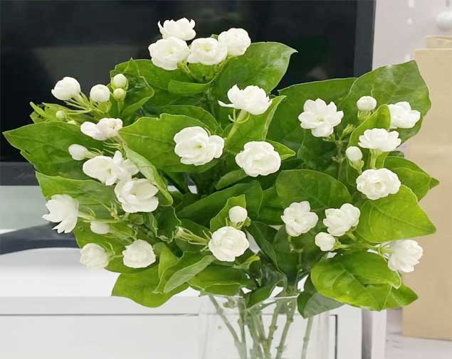 茉莉花图