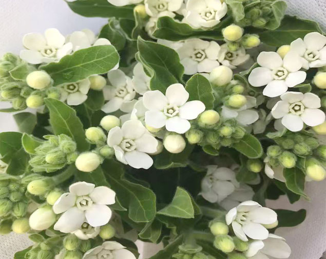 蓝星花白图