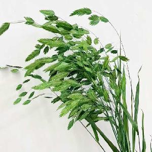 小盼草