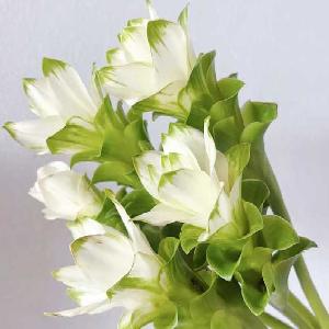姜荷花白