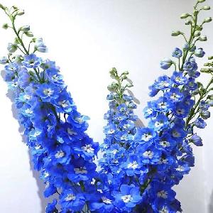大飞燕深蓝