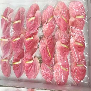 粉掌