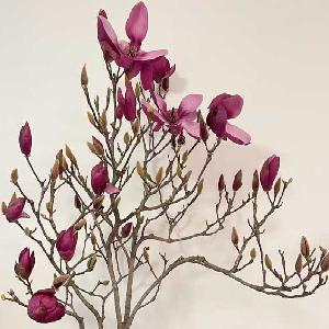 玉兰花紫