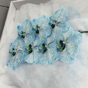 蝴蝶兰(琉璃蓝)