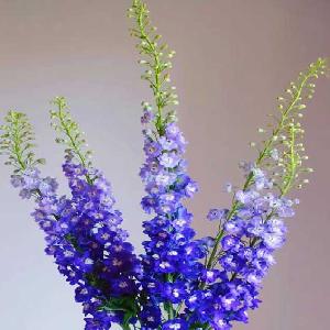 大飞燕深紫