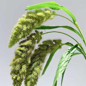 熊尾