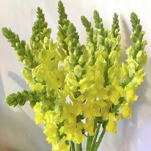 金鱼草黄