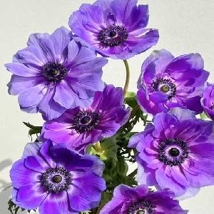 银莲花紫