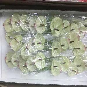 白掌
