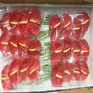 红掌