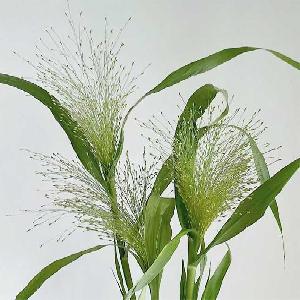 喷泉草