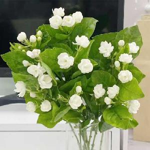 茉莉花
