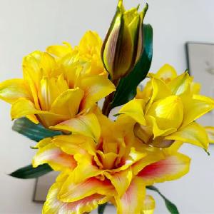 吸色黄百合3头