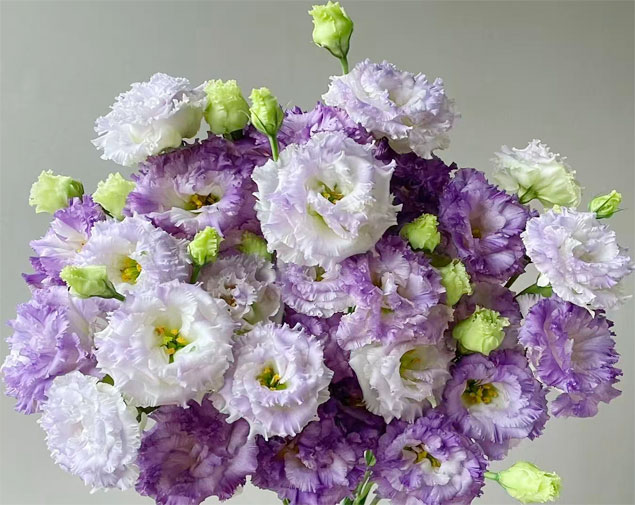 洋桔梗(烟灰)图