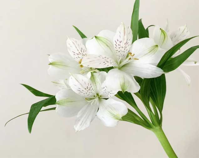 水仙百合白图