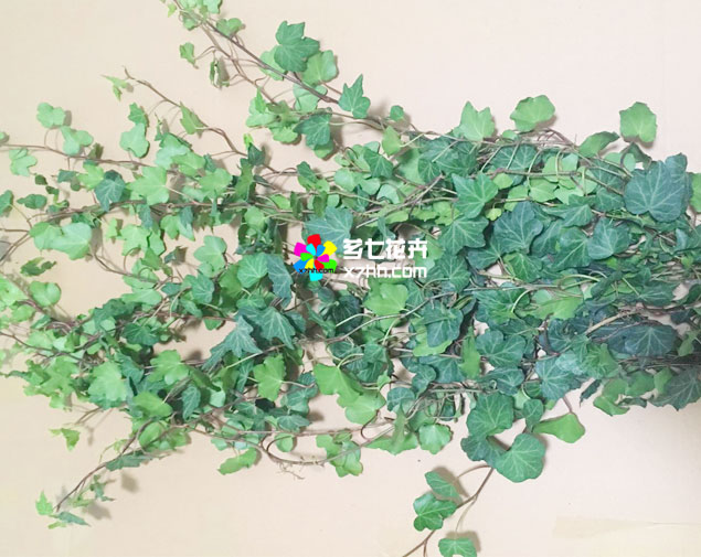 常春藤(绿色)图