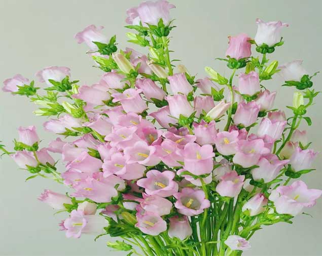 风铃花粉图