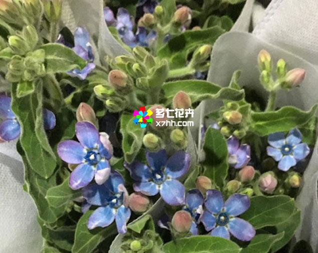 蓝星花图