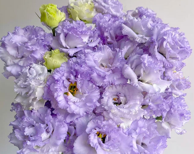 桔梗(农民浅紫)图