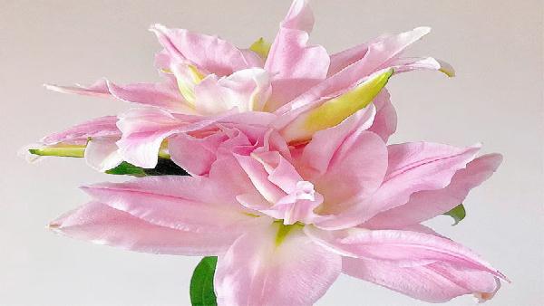 花卉中心重瓣粉2头批发图片展示