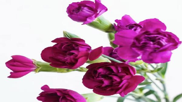 花卉中心薰衣草批发图片展示