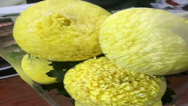 花卉中心牡丹菊黄批发图片展示