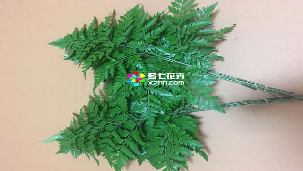 花卉中心高山羊齿批发图片展示