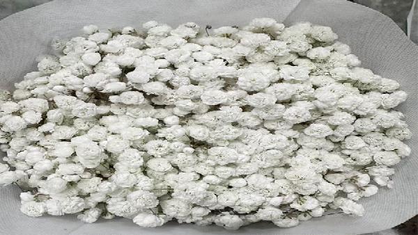 花卉中心满天星(白)批发图片展示