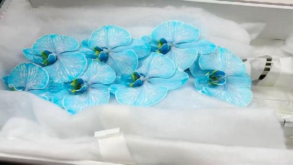 花卉中心蝴蝶兰(浅蓝)批发图片展示