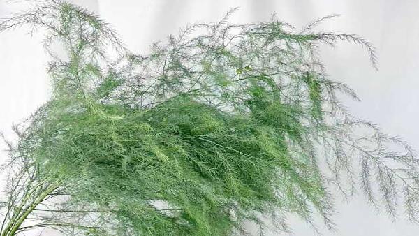 花卉中心芦荨草批发图片展示