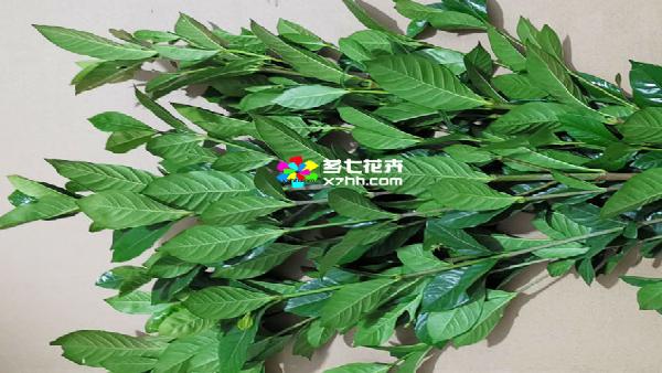 花卉中心栀子叶批发图片展示