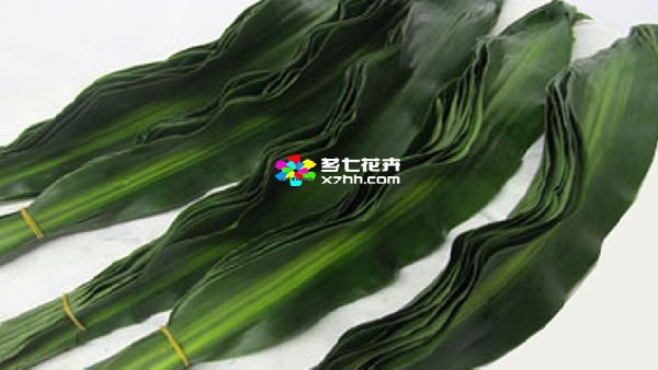 花卉中心巴西叶批发图片展示