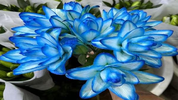 花卉中心吸色蓝百合3头批发图片展示