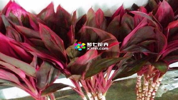花卉中心朱焦叶(红)批发图片展示