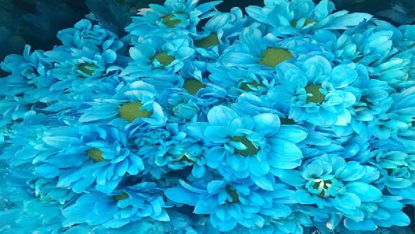 花卉中心吸色蓝小菊批发图片展示