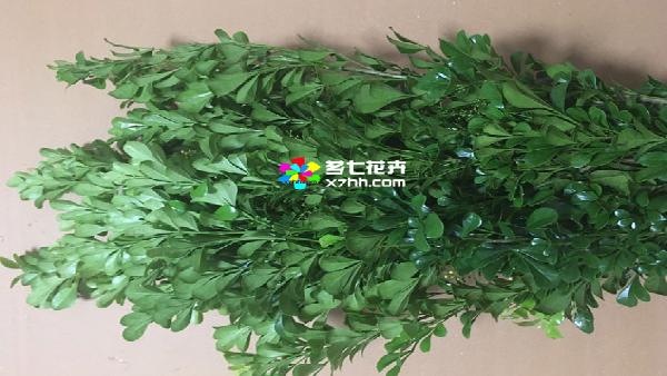 花卉中心米兰叶批发图片展示