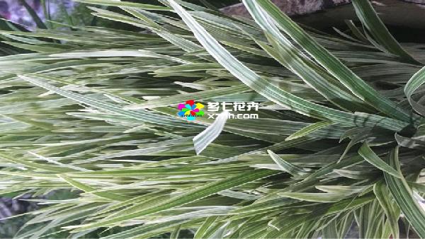 花卉中心春兰叶(花边)批发图片展示