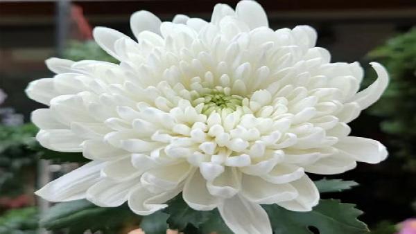 花卉中心白菊批发图片展示