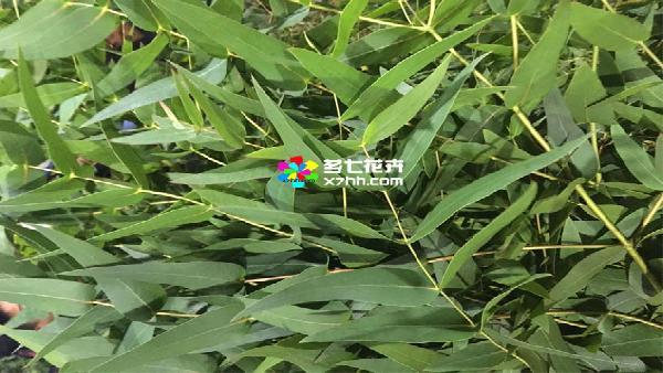 花卉中心香柳叶批发图片展示