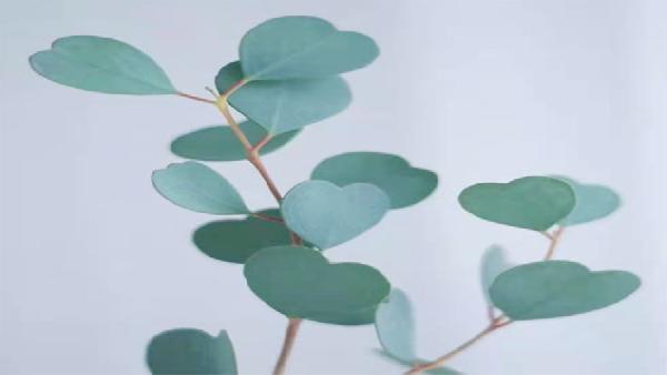 花卉中心尤加利(心型1)批发图片展示