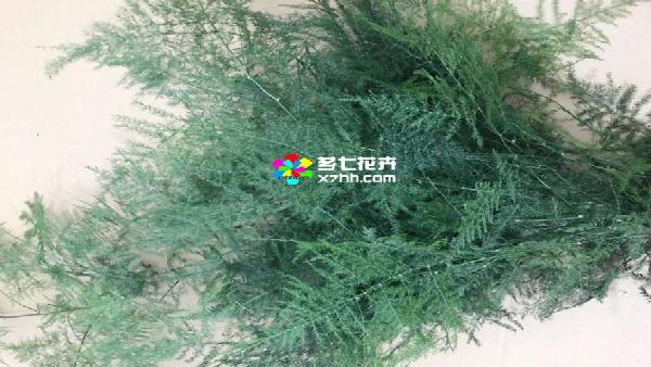 花卉中心文竹批发图片展示