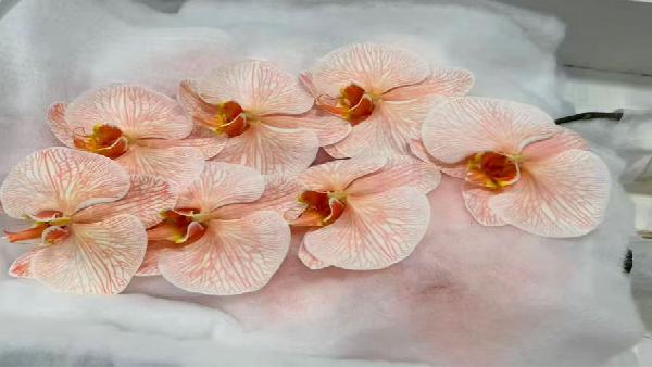 花卉中心蝴蝶兰(橙色)批发图片展示