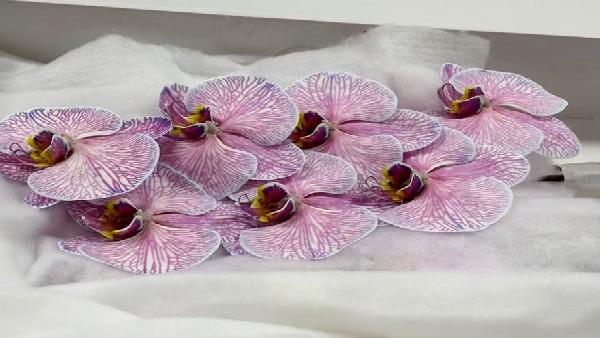 花卉中心蝴蝶兰(紫)批发图片展示