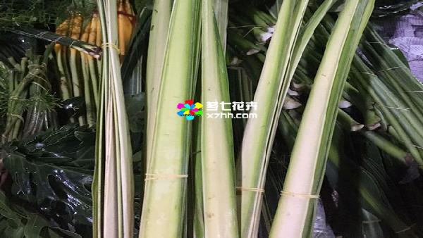 花卉中心剑叶批发图片展示