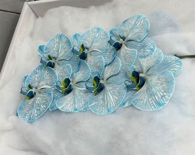 蝴蝶兰(琉璃蓝)图